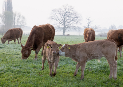 Limousin