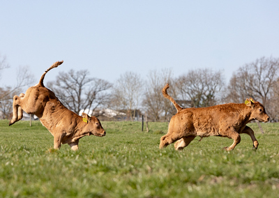 Limousin