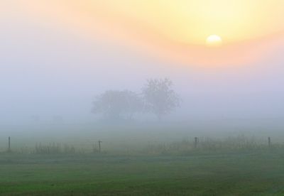 Bäume im Nebel