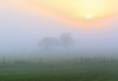 Bäume im Nebel