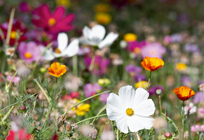 Blumenwiese