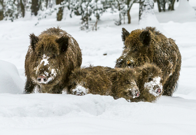 Wildschweine