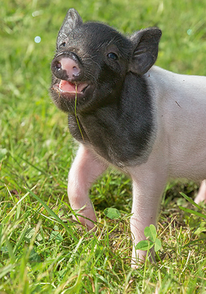 Schweine