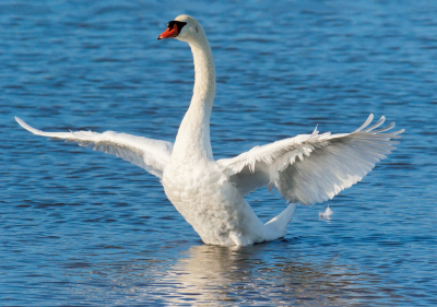 Höckerschwan 