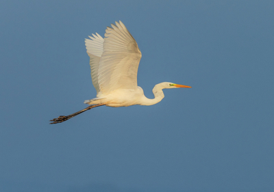 Silberreiher · great white egret