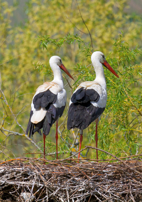 Störche · Storks