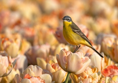 Schafstelze auf Tulpenfeld 