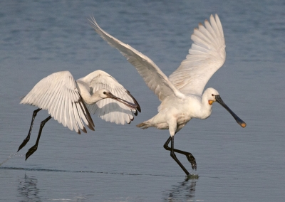 Löffler Zugvogel des Jahres 2023