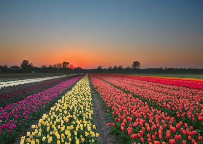 Tulpenfeld mit Sonnenaufgang