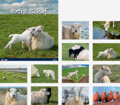 Postkartenkalender Extra Schaf 2010
