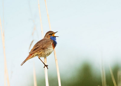 Blaukehlchen