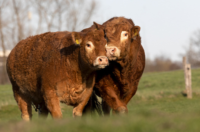 Limousin  Fotomagnet