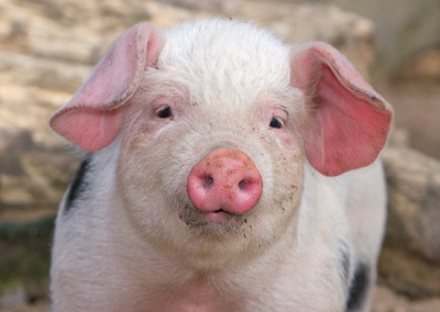 Buntes Bentheimer Landschwein, Fotomagnet