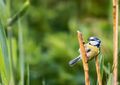 Blaumeise · Blue tit 