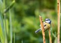 Blaumeise · Blue tit