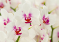 Orchideen eye 0272