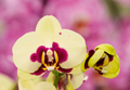 Orchideen eye 0274
