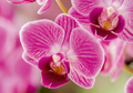 Orchideen eye 0277