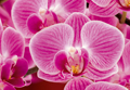 Orchideen eye 0278