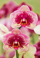 Orchideen eye 0280