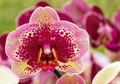 Orchideen eye 0281