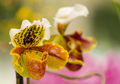 Orchideen eye 0283