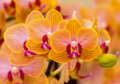 Orchideen eye 0286