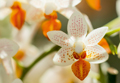 Orchideen eye 0287