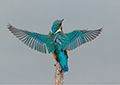Eisvogel · kingfisher 