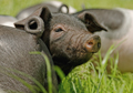 Schweine 295