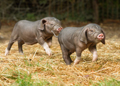 Schweine 223