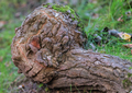 Wurzel