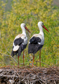 Störche · Storks