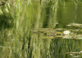 Seerosen water lilies Nymphea 001