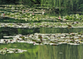 Seerosen water lilies Nymphea 002