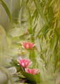 Seerosen water lilies Nymphea 003
