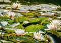Seerosen water lilies Nymphea 007