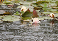 Seerosen water lilies Nymphea 008