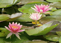 Seerosen water lilies Nymphea 015