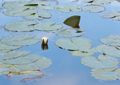 Seerosen water lilies Nymphea 017