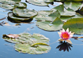 Seerosen water lilies Nymphea 020