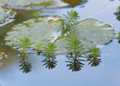 Seerosen water lilies Nymphea 258