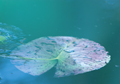 Seerosen water lilies Nymphea 260