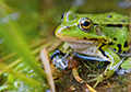 Teichfrosch 0340