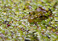 Teichfrosch 8052