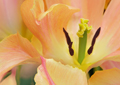 Tulpen Tulips 021