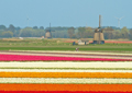 Tulpen Tulips 030
