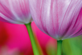 Tulpen Tulips 0324