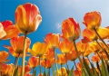 Tulpen Tulips 001