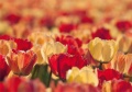 Tulpen Tulips 007